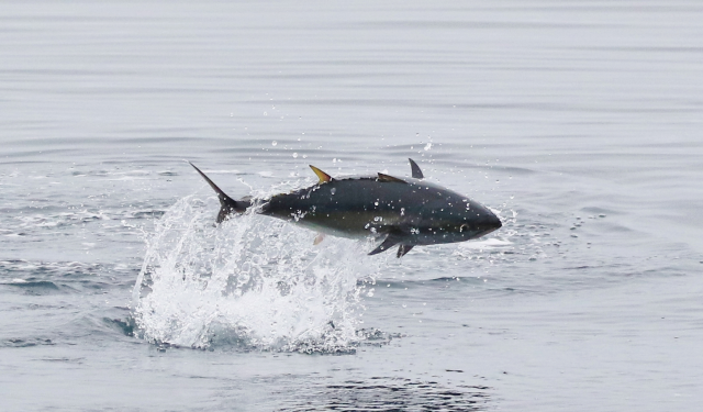 Bluefin-tuna