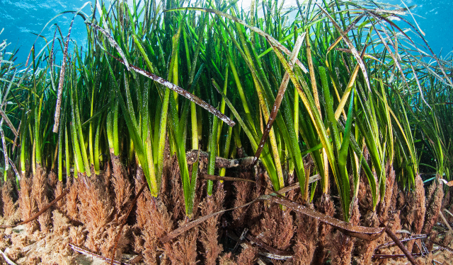 Seagrass
