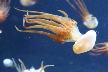 Jellyfish for human consumption