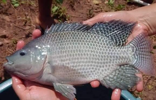 Commercial size of farmed tilapia