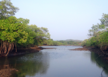 MANGROVE FORESTS IN TANZANIA