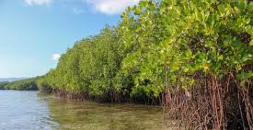 Mangrove forest and aerial roots