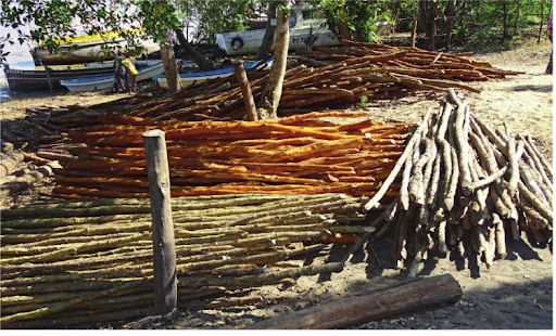 Mangrove’s pole harvesting a trade in Bagamoyo community