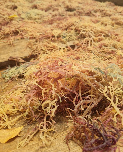 Figure 2 Red algae farmed in South-Coast of Kenya