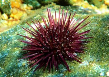Aquaculture. Italian research on sea urchin feed