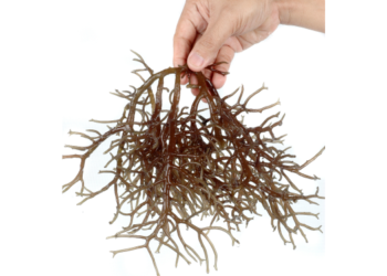 Brown algae sequester huge amounts of carbon