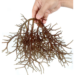 Brown algae sequester huge amounts of carbon
