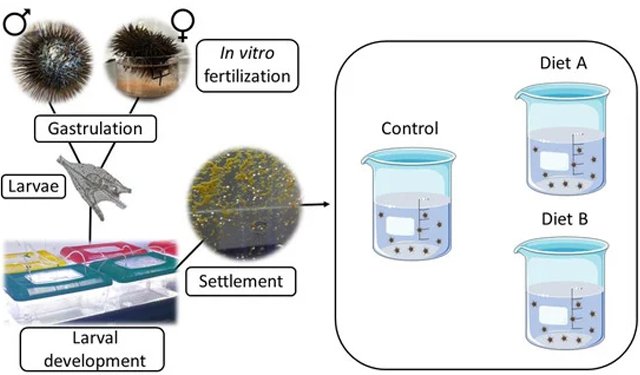 Experimental scheme of the feeding trial with control diet and diets A and B, starting from in vitro fertilization