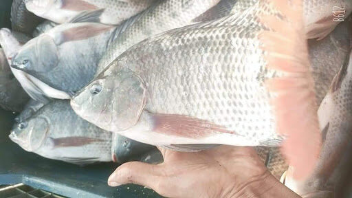 Great potential of farmed Tilapia in the Regional market