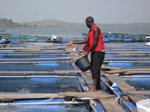 Figure 1 off-shore fish farm in cages