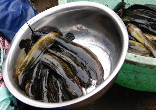 Figure 3 African Catfish farmed