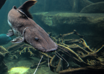 Nutreco Sustainability Project Manager in Nigeria to support catfish farmers