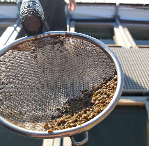 Clam Hatchery in Italy