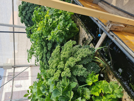 Aquaponic culture
