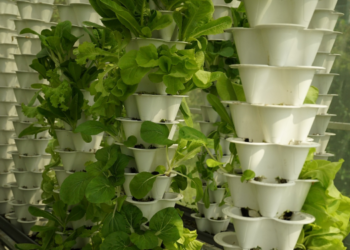 Aquaponics and achieving environmental sustainability