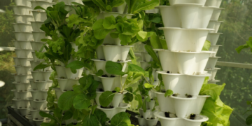 Aquaponics and achieving environmental sustainability