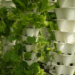 Aquaponics and achieving environmental sustainability