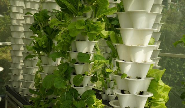 Aquaponics and achieving environmental sustainability