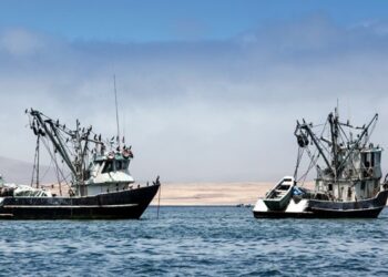 Calls for Transparency in Regional Fisheries Management Organizations to Protect Fish Populations