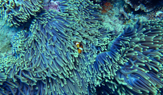 Coral bleaching is an extremely important issue