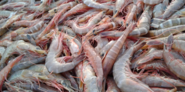 Methods for shrimp farming: a challenge for Blue Economy in Egypt and Africa