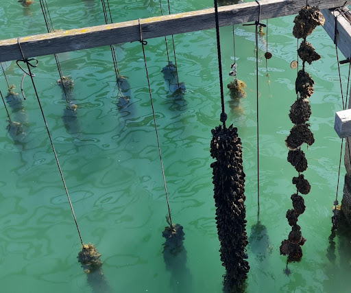 Mussel and Oyster farm in Mediterranean coast of Spain - Ebro Estuary