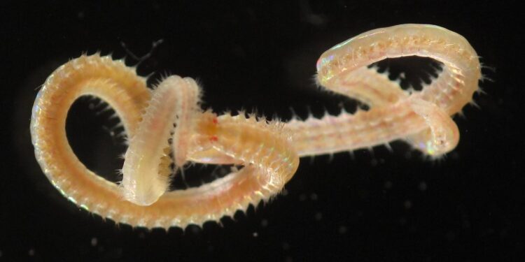 Polychaete farming as a valuable sustainable opportunity in aquaculture