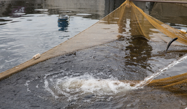 Victory Farms Secures $35 Million Series B Funding to Expand Sustainable Aquaculture Operations in East Africa