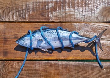 Algeria. Fisheries Minister launches tuna fishing season