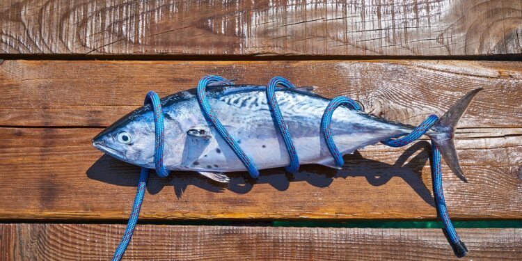 Algeria. Fisheries Minister launches tuna fishing season