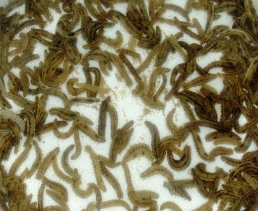 Commercially most valuable tropical sea cucumber Holthuria scabra and the hatchery produced juveniles.