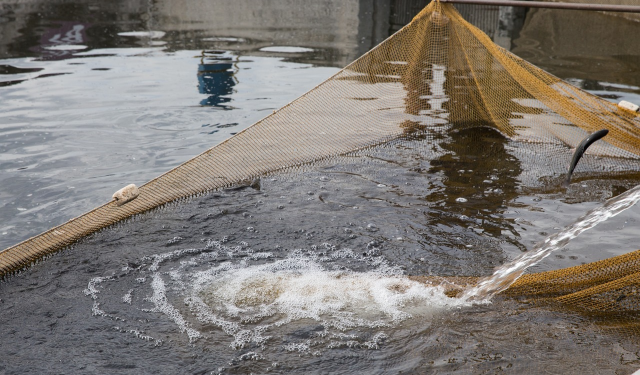 Ghana sets up a centre to train young people in aquaculture