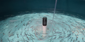 Aquaculture Morocco acquires a marine fish hatchery