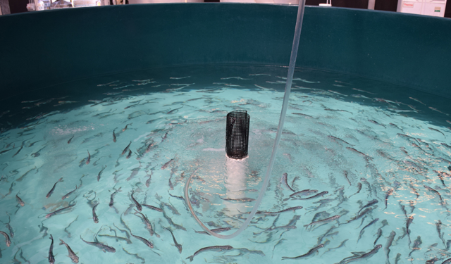 Aquaculture Morocco acquires a marine fish hatchery