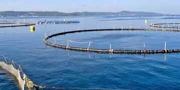 Challenges and successes in bluefin tuna farming in Croatia