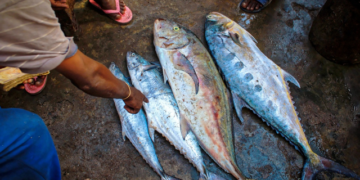 The tuna industry in Gabon has experienced significant growth in recent years, thanks to the government's commitment to promoting sustainable fishing and aquaculture development