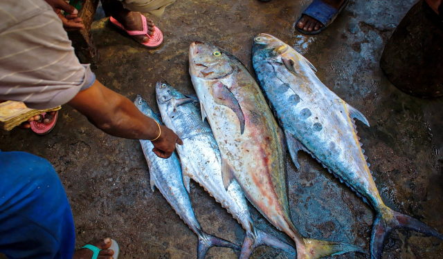 The tuna industry in Gabon has experienced significant growth in recent years, thanks to the government's commitment to promoting sustainable fishing and aquaculture development