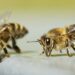 Aquaculture. In bees the potential to fight pathogens