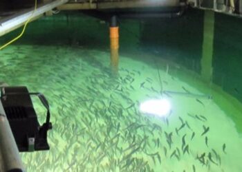 Bluefin tuna farmed on land