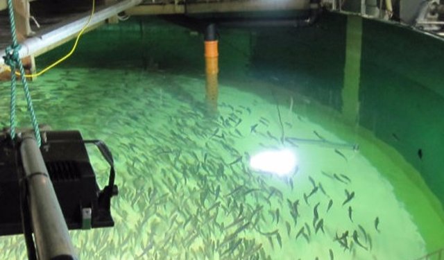 Bluefin tuna farmed on land