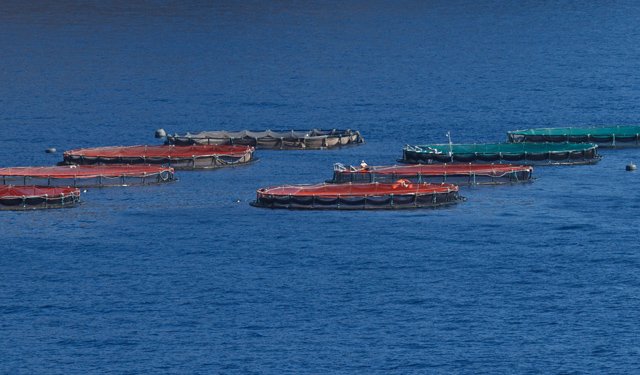 Wave energy to enhance offshore aquaculture