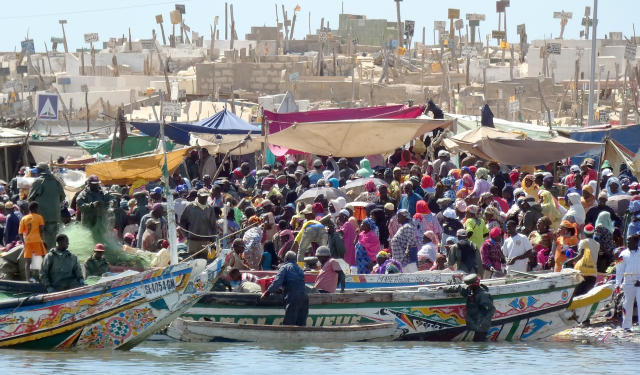Senegal Mauritania authorises the capture of 50,000 tonnes of fish in its maritime waters