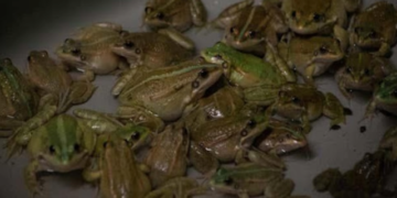 Unleashing the Potential: Exploring the Frog Farming Opportunity in Africa