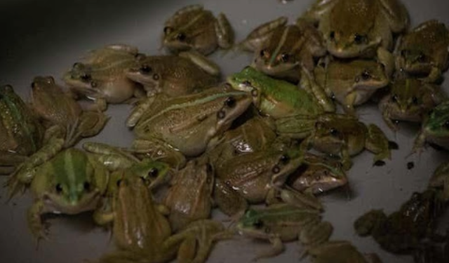 Unleashing the Potential: Exploring the Frog Farming Opportunity in Africa