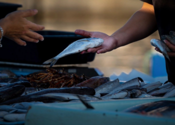 Algiers Opening of six outlets selling fish products