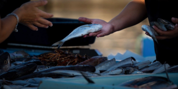 Algiers Opening of six outlets selling fish products