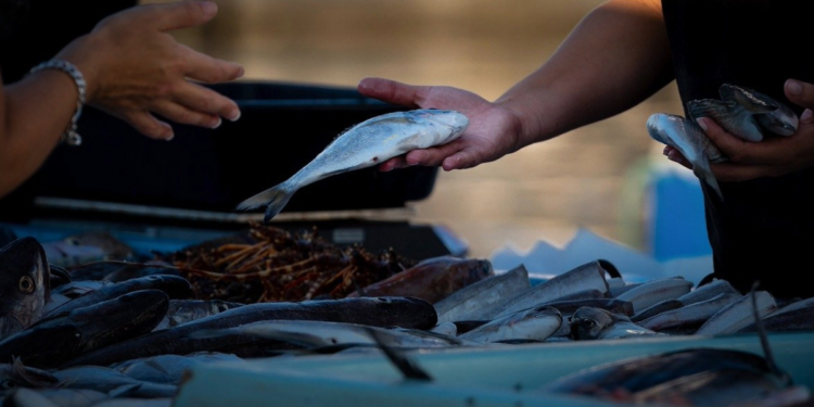 Algiers Opening of six outlets selling fish products