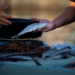 Algiers Opening of six outlets selling fish products