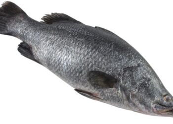 Aquaculture. The barramundi: an example of climate resilience