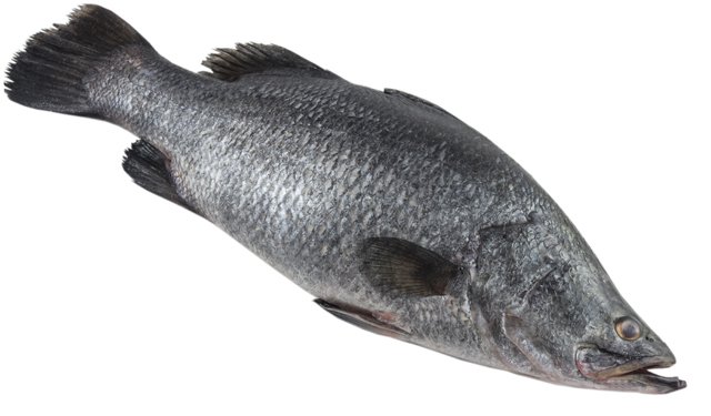 Aquaculture. The barramundi: an example of climate resilience